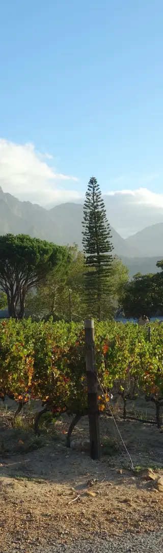Ein perfekter Start in Franschhoek – Sonne, Wein und neue Freundschaften